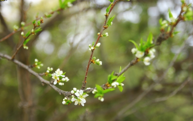 Справжня весна: синоптики потішили українців теплим прогнозом